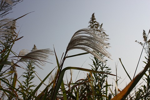 e0162524_12135375.jpg