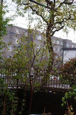 f0170524_15351665.jpg