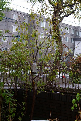 f0170524_15352923.jpg
