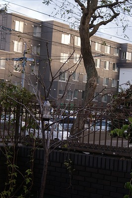 f0170524_15385755.jpg