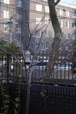 f0170524_15392045.jpg