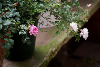 f0170524_1549117.jpg