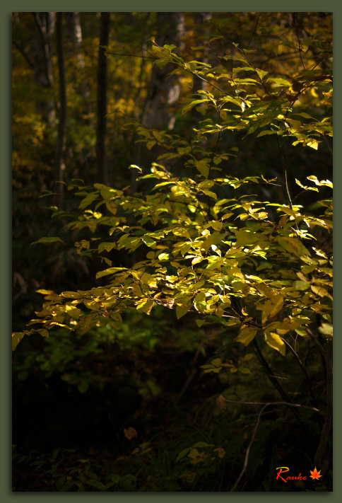 autumn foliage of DAISEN　大山【６】_e0150228_22574067.jpg