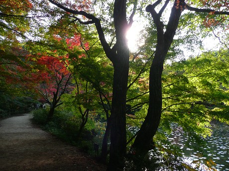 神戸市立森林植物園の紅葉_c0057946_22573797.jpg