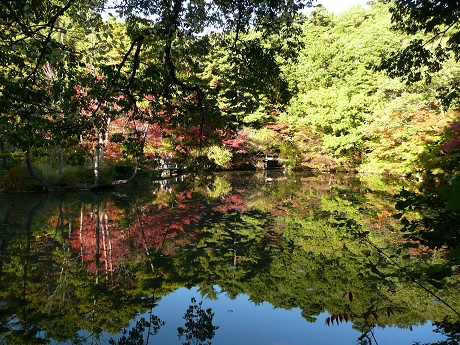 神戸市立森林植物園の紅葉_c0057946_22583930.jpg