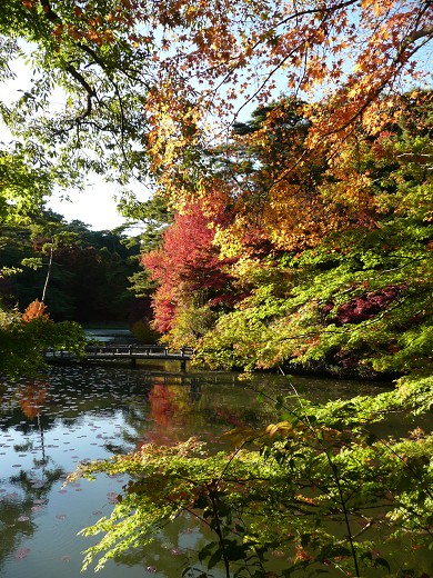 神戸市立森林植物園の紅葉_c0057946_2258657.jpg