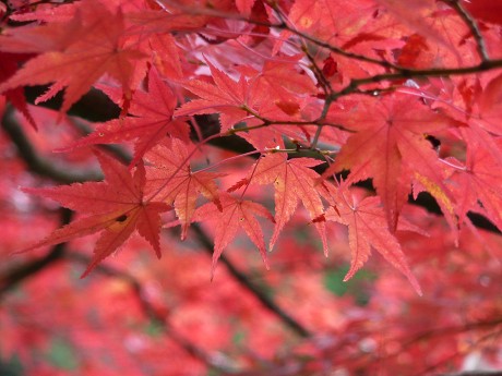 神戸市立森林植物園の紅葉_c0057946_23557.jpg