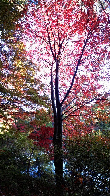 神戸市立森林植物園の紅葉_c0057946_2361948.jpg