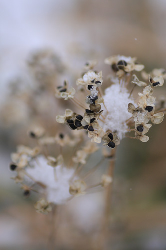 野の花にも庭の花にも静かに雪は降り積もる。_c0122848_11162449.jpg