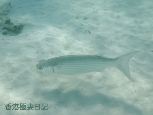f0190653_18123156.gif