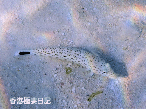 f0190653_1813228.gif