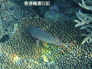 f0190653_18141717.gif