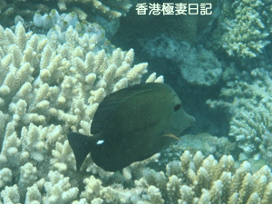 f0190653_18144023.gif