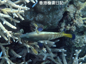 f0190653_181527.gif