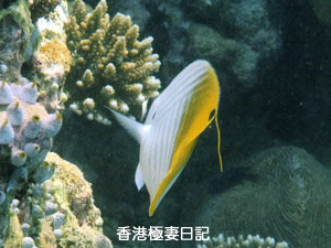 f0190653_18152876.gif