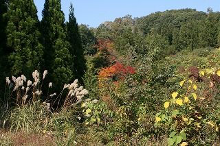 c0208355_16403763.jpg