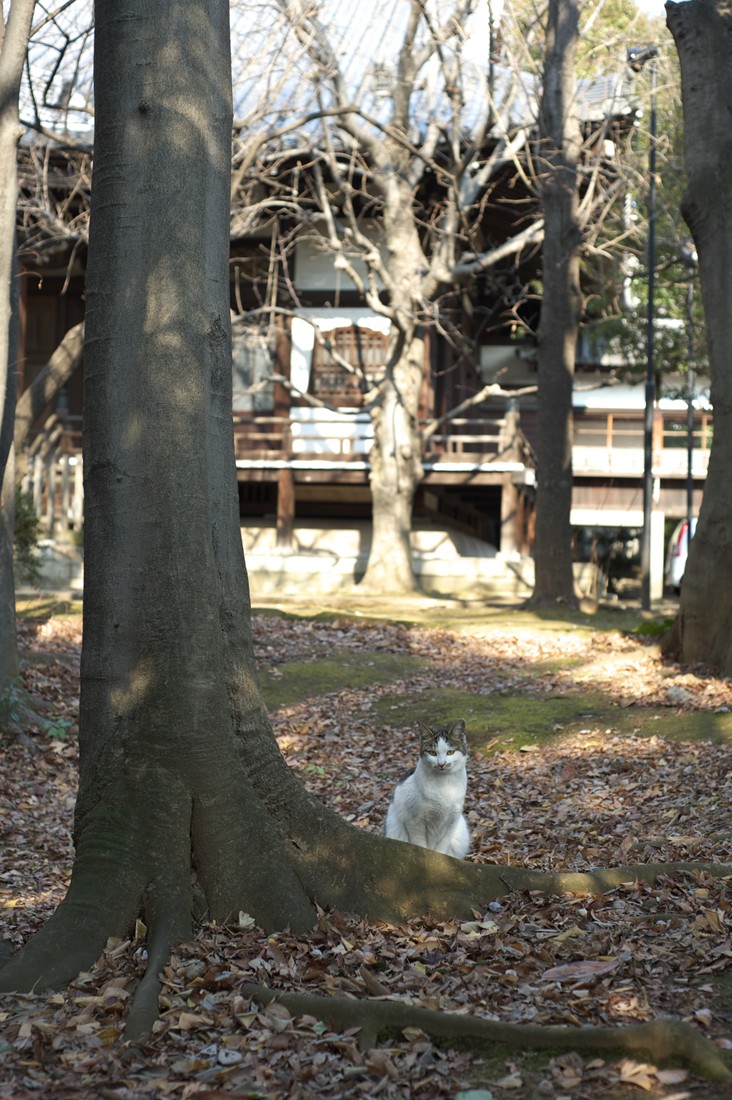 池袋 法明寺の猫_f0192156_22501564.jpg