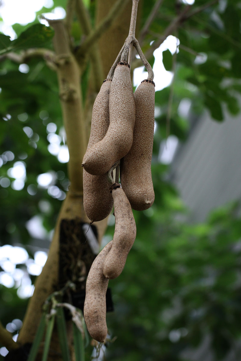 ソーセージノキ Kigelia Pannata 鳥平の自然だより 植物編