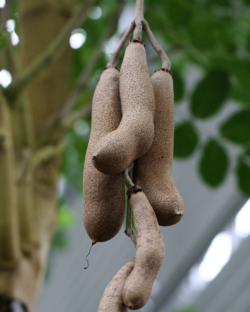 ソーセージノキ Kigelia Pannata 鳥平の自然だより 植物編