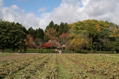 またも嵯峨野へ_b0160363_20381341.jpg