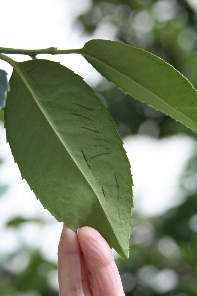 f0103667_1551650.jpg
