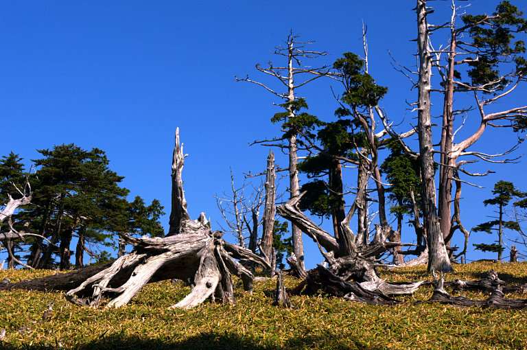 大台ケ原--3--正木ヶ原　１　20091028 _a0050572_1747414.jpg