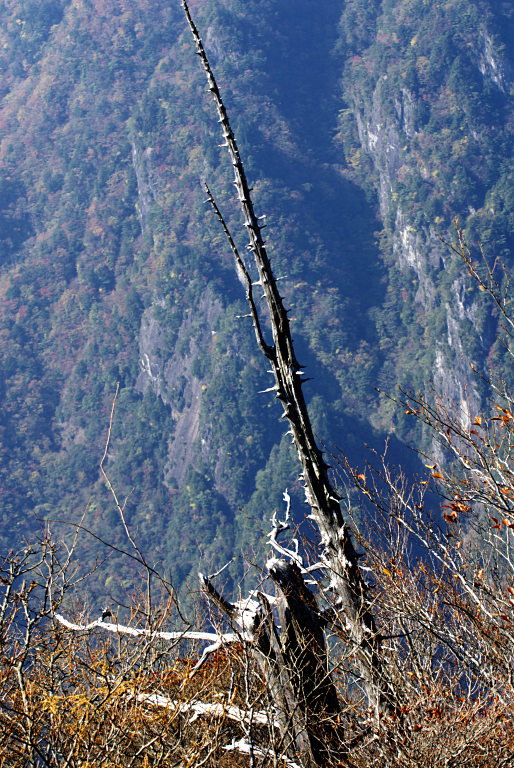 大台ケ原--3--正木ヶ原　2　20091028  _a0050572_1751104.jpg