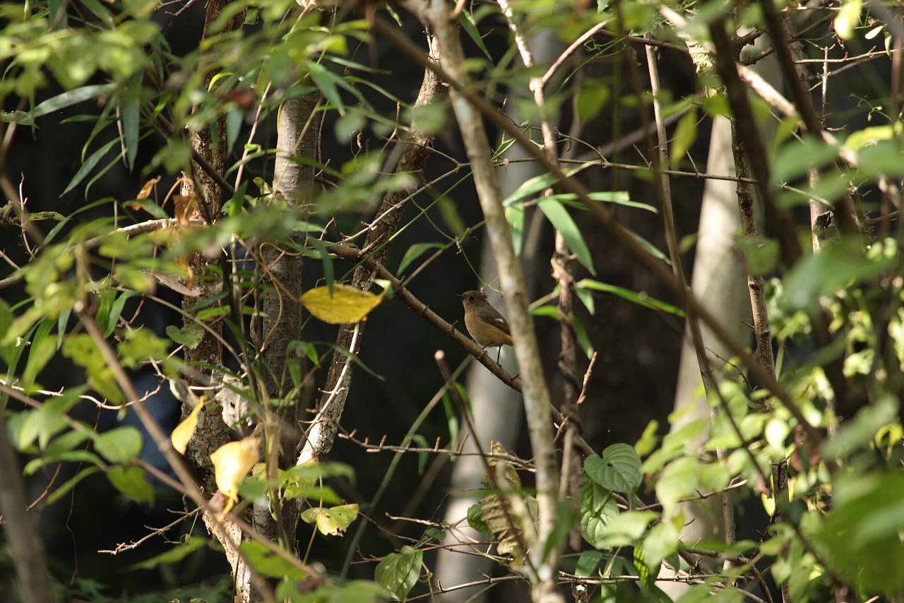 【ルリ男公園周辺の鳥達（２３）】_e0167295_23375322.jpg