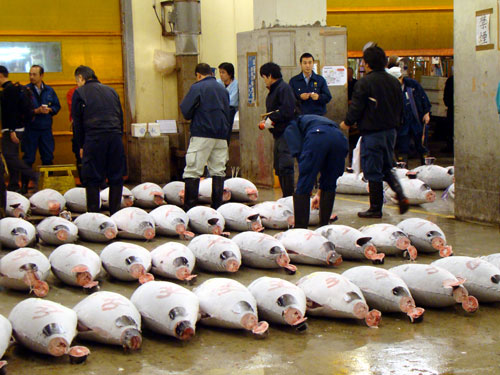 築地、マグロのセリ_a0047200_1995457.jpg