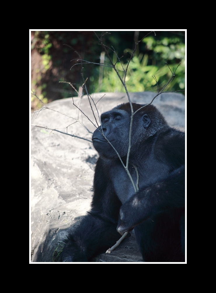 上野動物園_f0109201_925745.jpg