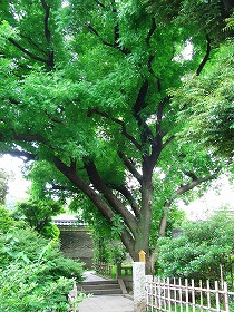 湯島聖堂 ② (筋違門 ④ 三十六見附 10 )_c0187004_2222233.jpg