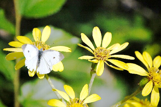 c0097309_19424871.jpg