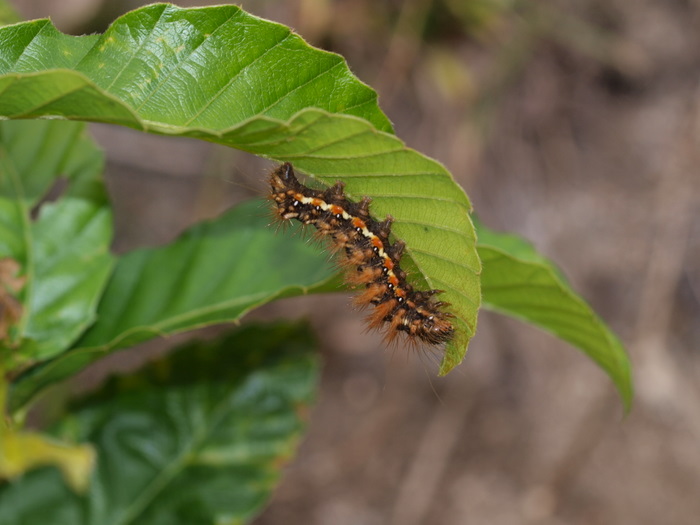 何の幼虫？_c0116915_23372186.jpg