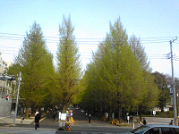 銀杏並木（慶應）２００９０４１６_a0070719_044043.jpg