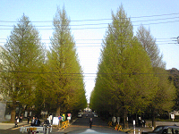 銀杏並木（慶應）２００９０４１６_a0070719_0573.jpg