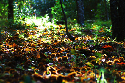 Autunno in BARBAGIA_e0141525_2203682.jpg