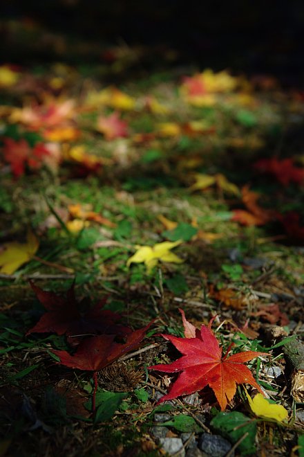 2009年11月5日　秋の陽にきらめく森_b0134829_1722929.jpg