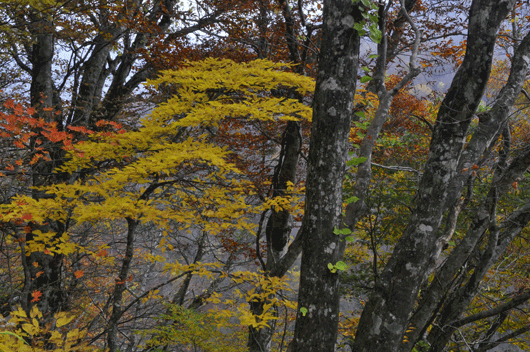 c0093046_7314251.gif
