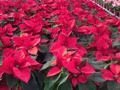 ポインセチヤの花_a0084753_13501060.jpg