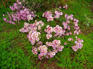 寝たきりになる前に・・・・・・（1)排泄介助の工夫（自己流）_e0137353_1151979.jpg