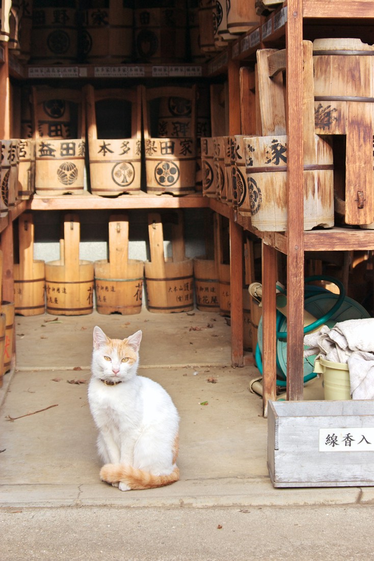 真冬の護国寺猫達 また会う日まで