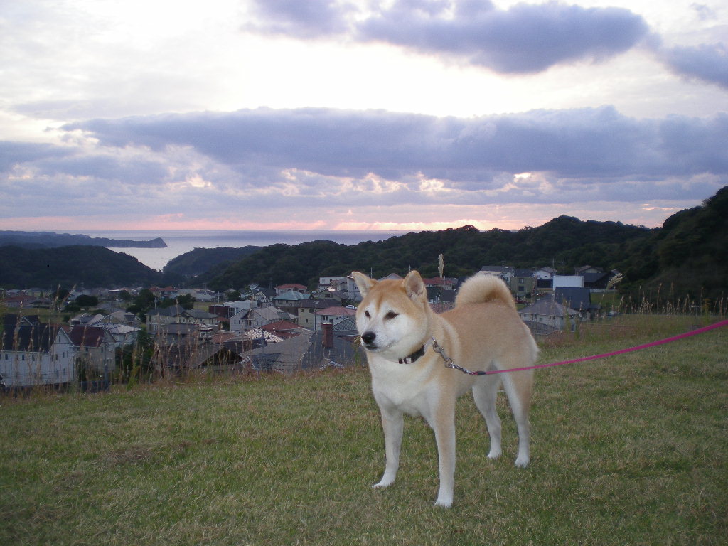 ２００９年１１月５日（木）ディジョンの市場は危険地帯！④_f0060461_1953856.jpg