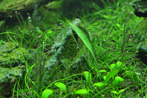 黒髭ゴケが白っぽくなってきました Aqualiving 黒髭ゴケが白っぽくなってきました Aqualiving