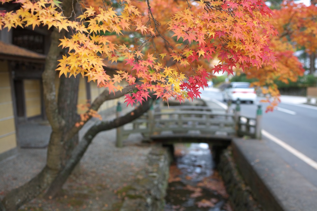 龍神スカイライン〜高野山の紅葉_c0108863_2343795.jpg