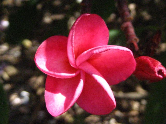 a0123465_23252522.jpg
