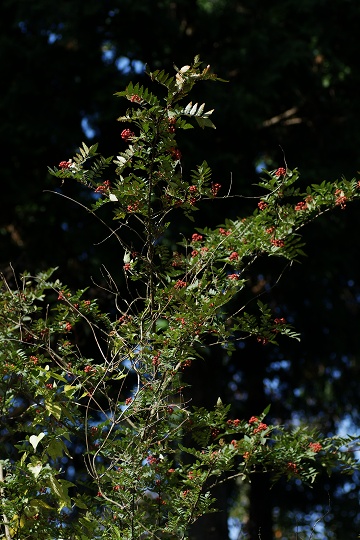 山椒　－　サンショウ（ミカン科）の実_e0054067_1333739.jpg