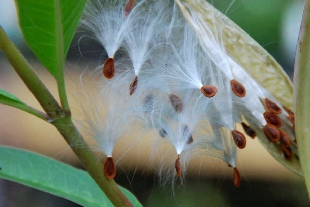 Mexican milkweed_a0126969_646212.jpg