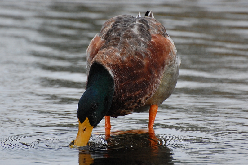 水鳥と鳩_e0184378_0421432.jpg