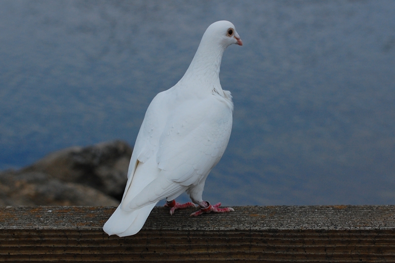 水鳥と鳩_e0184378_0434217.jpg