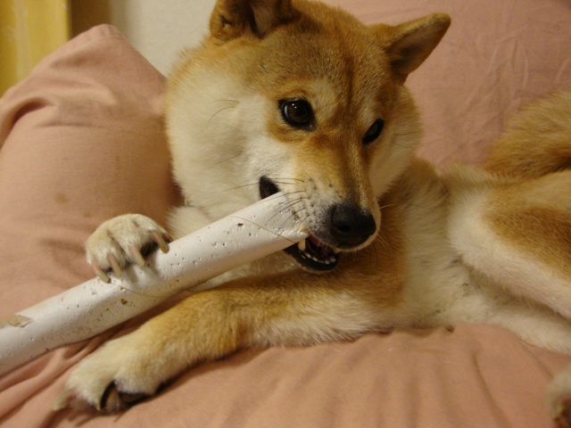 ぐさりと突き刺さった一言_a0126590_23371054.jpg